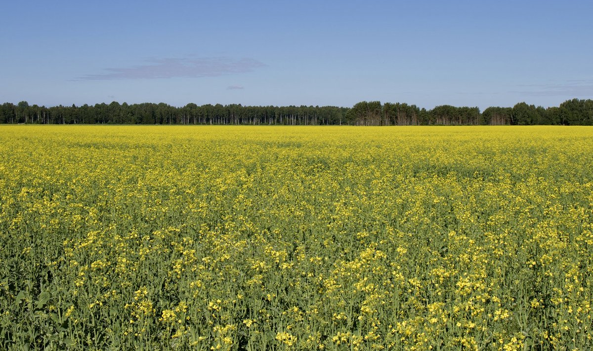 Peamiseks mesilaste surmade põhjuseks läbi aastate on olnud dimetoaati sisaldav taimekaitsevahend Danadim 40 EC, mida on kasutanud rapsikasvatajad.