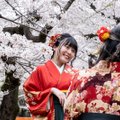Jaapani kirsipuude õitsemise tipphetk oli tänavu varaseim pärast 812. aastat