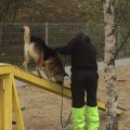 Kinnipeetavad õpetasid varjupaiga koertele usaldust, ise õppisid koertelt kannatlikkust