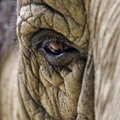 Zimbabwes kukkus elevant pärast kuulitabamust jahimehe laiaks