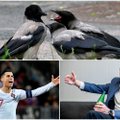 KOLUMN | Mart Pukk: linnukeste kätš on köitvam kui Ronaldo ja Coca-Cola kaotatud miljardid
