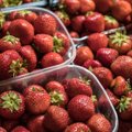 Naistepäevaks turult maasikad ja tulbikimp