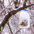 Leidlik lahendus: linnud talvel pudelisse sööma