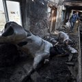 Ukraina kariloomad põlevad pommitamistes elusalt: „See on õudusunenägu!“