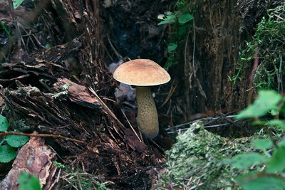 Желчный гриб (Tylopilus felleus), по-эстонски – sapipuravik