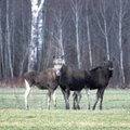 Viisakad liiklejad: ulukid võtsid nende jaoks rajatud ülekäigusillad omaks