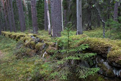 Каменная ограда в лесу