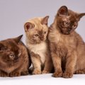 UURING | Sinu kass vastab ühele neist viiest isiksusetüübist – millisele?