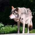 В Харьюмаа волки разорвали на части собаку на привязи