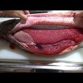Vaatamiselamus: Jaapani noormees sööb palju maitsvat kala