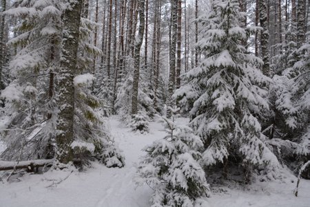Detsembri algus toob lõpuks lume.