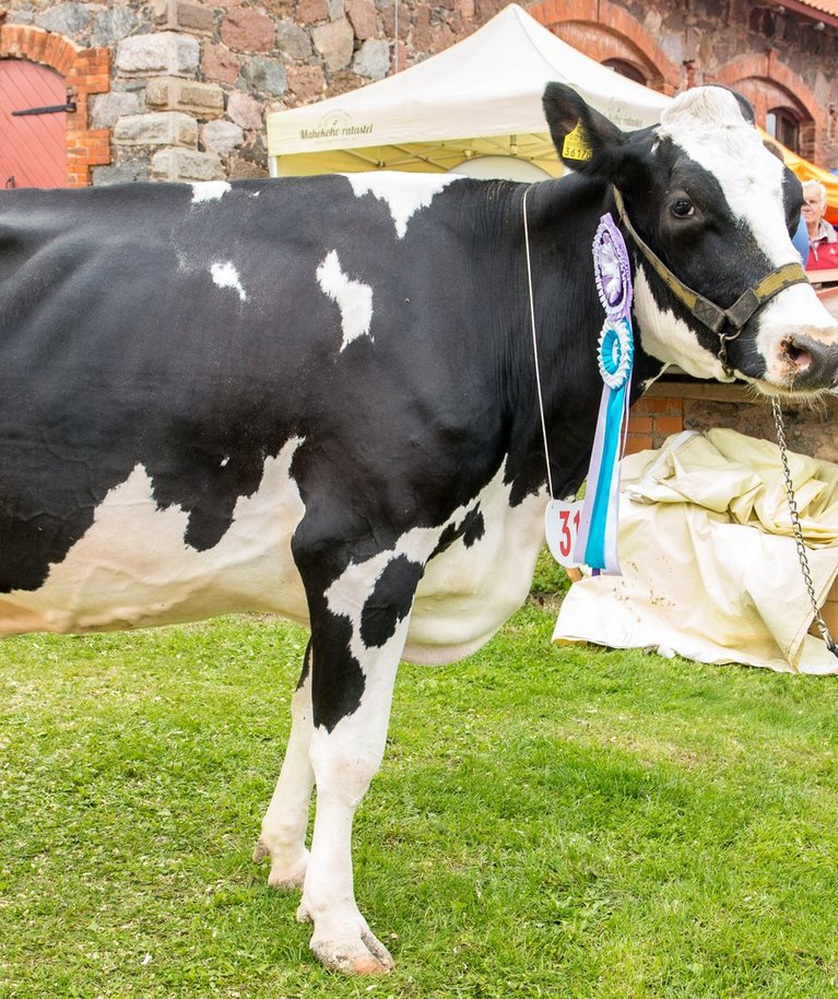 Eesti lehmade piimatoodang on 30 aastaga kasvanud 2,5 korda.