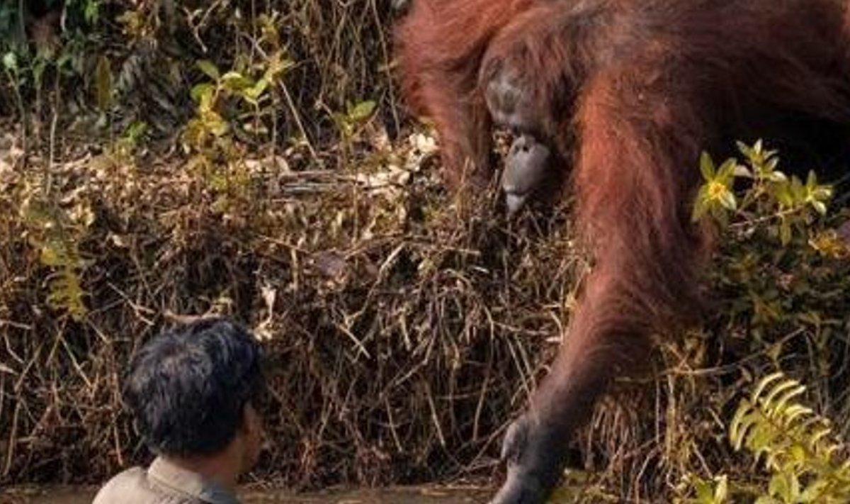 Abivalmis orangutan