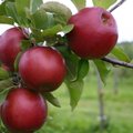 Parimad õunasordid, mida suvel söömiseks koduaias kasvatada