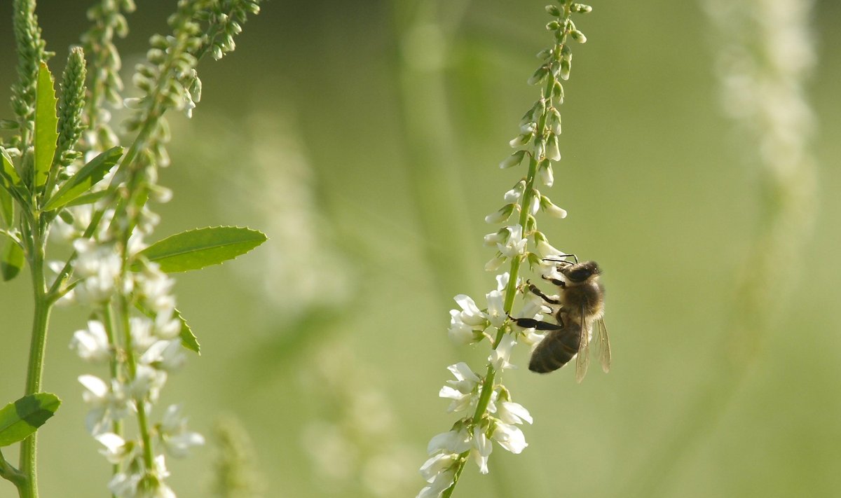 Uued Euroopa Liidu põllumajandustoetused seavad esikohale keskkonnahoiu. Toetada on plaanis näiteks mesilaste korjeala loomist.