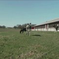 VIDEO | Peale pikka talve karjamaale pääsenud lehmad keksivad rõõmust