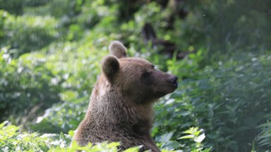 Камера наблюдения за медведями RMK начинает трансляцию