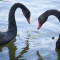 Птичий грипп? В Эстонии участились сообщения о массовой гибели лебедей