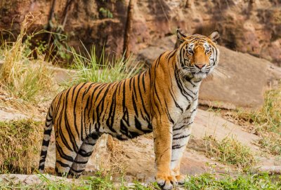 Tiiger on suurim kaslane, kes kasvab kuni kolme meetri pikkuseks. 