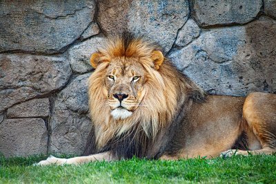 Lõvid elavad vabas looduses 10–14 aastat. Vangistuses võivad nad elada ligi 20 aastat. 