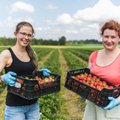 VIDEO | Maalehe ajakirjanikud proovisid järele, kuidas maitseb maasikakorjaja töö