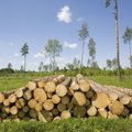 Eksperdid: valmiv metsanduse arengukava on õigusvastane, raiemahtu oleks vaja oluliselt vähendada