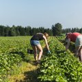 Рийгикогу принял поправки в Закон об иностранцах: пригласить в Эстонию работников из третьих стран будет проще