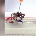 VIDEO | Arahnofoobide õudusunenägu: teadlased õppisid surnud ämblikke „ellu äratama“