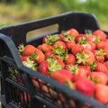 Eesti maasikas on valmis! Esimesed marjad juba müügil
