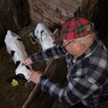 FOTO | Maalehe ilmatarga lehmal sündisid kaksikud vasikad