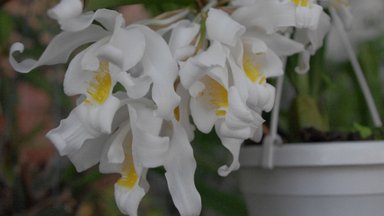 Orhideede hulka kuuluv harjakas torukäpp on kui pitsivahus lumekuninganna talvisel aknalaual