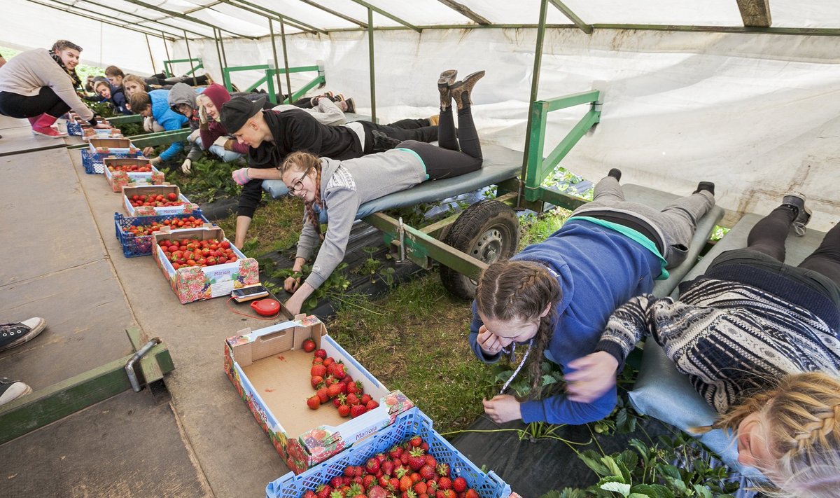 Suuremates maasikakasvatustes on see töö pooleldi mehhaniseeritud. Varem tegid seda näiteks malevlased, koolilapsed ja õpetajadki, praegu on eestimaiseid töökäsi väheks jäänud.