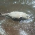 FOTOD | Vene okupantide kontrolli all olevas Aasovi meres võib olla haigusetekitaja – surevad nii delfiinid kui kalad