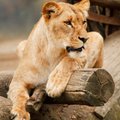 Õiglus on jalule seatud: Lõuna-Aafrikas tapsid lõvid väidetavad salakütid
