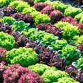 Kuidas kasvatada mahlast salatit nii peenral kui potis
