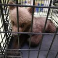 Eesti metsast leitud karupoja juhtum ajas loomakaitsjad tagajalgadele: miks viidi loom tagasi metsa surema?