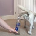 VIDEO | Lahe! Üks pisike koer sai "pudelikorgi väljakutsega" hakkama paremini kui paljud kuulsused