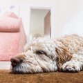 Koer magab poole oma elust lihtsalt maha: kuidas see talle mõjub?