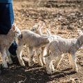 VIDEO | Lammaste poegimishooaeg on käes: sünnivad nelikud ja viisikud