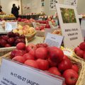 FOTOD | Baltimaade suurimal õunanäitusel tunnistasid lätlased Eesti sordid enda omadest magusamateks