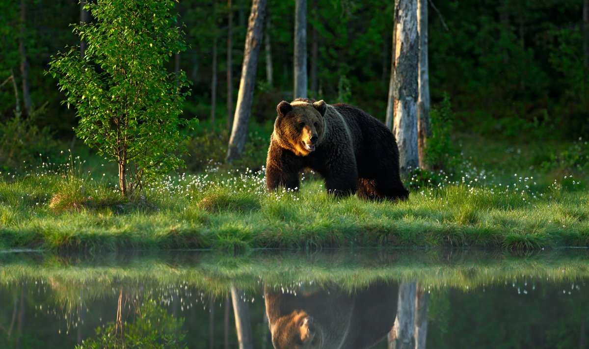 Big,Brown,Bear,Walking,Around,Lake,In,The,Morning,Light.