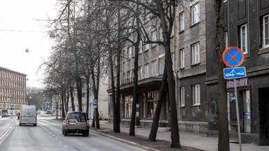 Tallinn raiub Pronksi tänaval maha peaaegu kõik puud