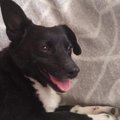 Aita leida! Tallinnas sai jooksu Venemaalt toodud väärkoheldud koer