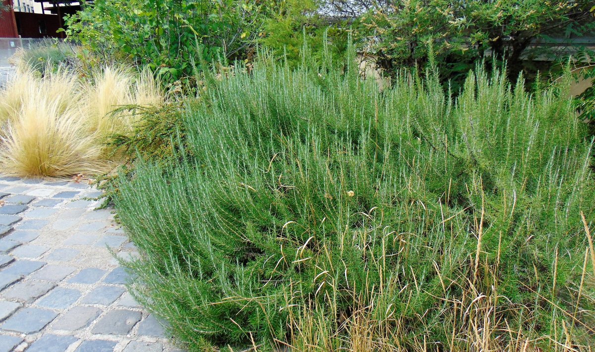 Rosmariinipuhmad Budapestis.
