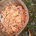 LUGEJATE FOTOD | Metsas on tõesti kõvasti seeni, kui ikka õigesse kohta minna!