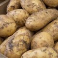Kõige vähem toiduallergiat põhjustab kartul