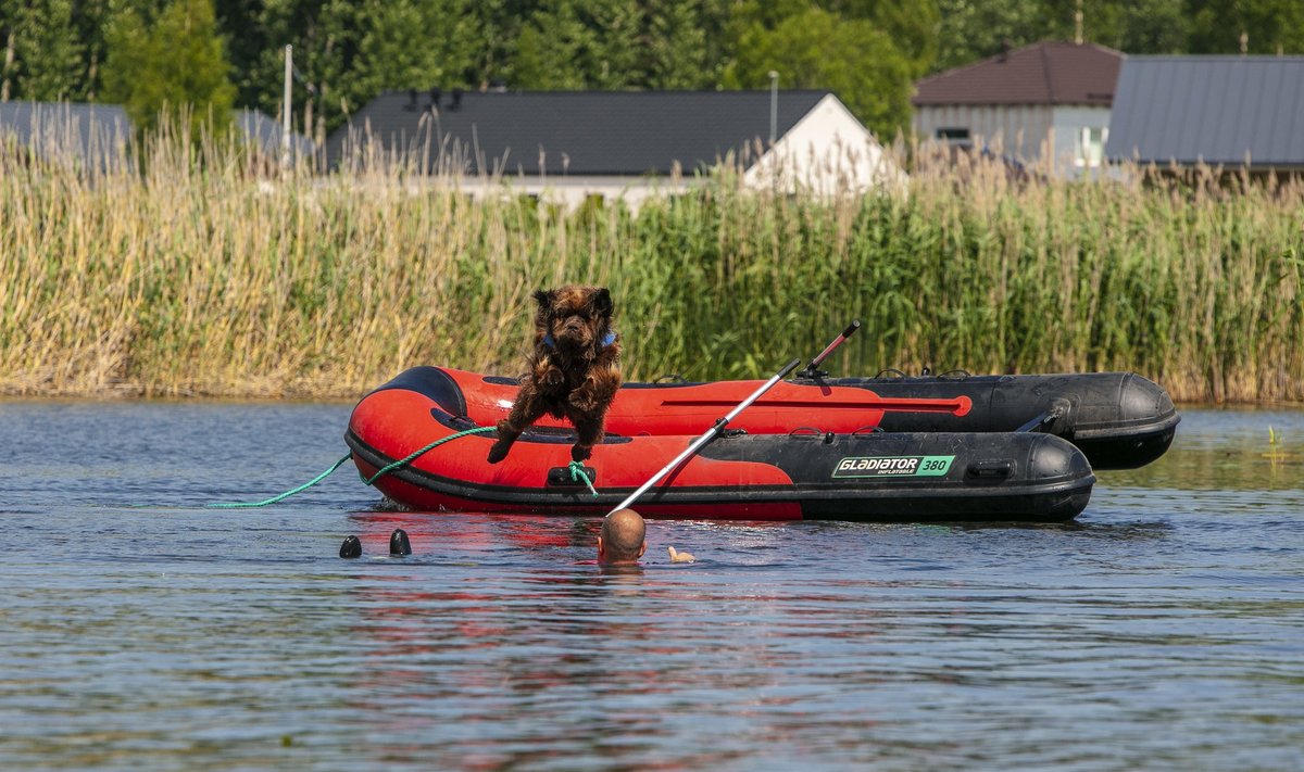 Trenni käigus õpib koer uusi reflekse. Pildil hüppab „uppujat“ päästma Boss.