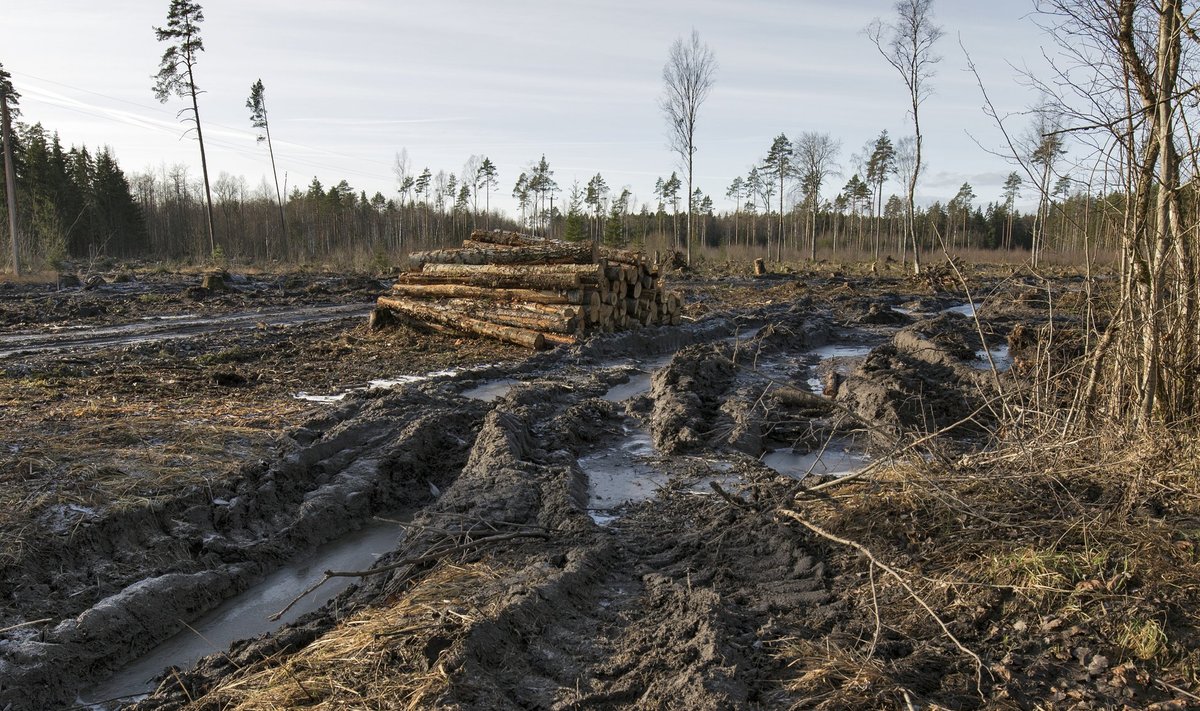 Eesti on küll praegu varasemast metsasem, kuid metsades kohtab palju hoolimatu raiega rikutud kohti.