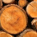 Muutused tulumaksus ei olegi puidumüüjale kõige halvem uudis