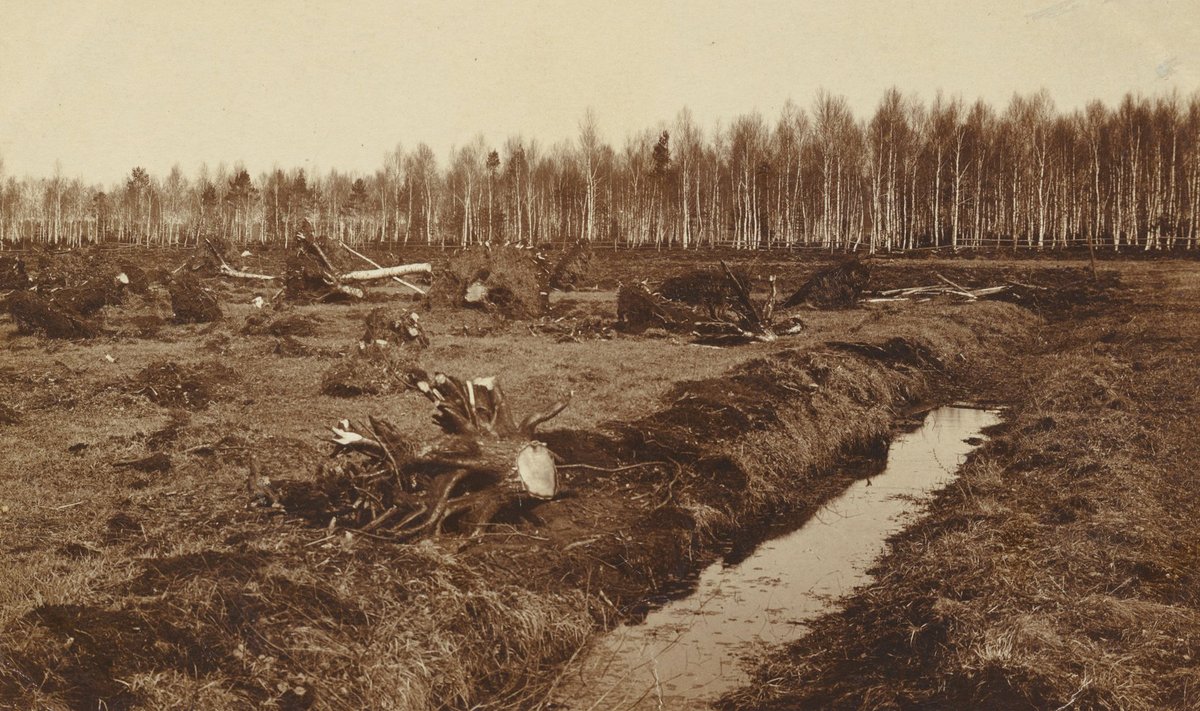 Kuivenduskraavi rajamine umbes 1914. aastal Viljandimaal Kolga-Jaani kihelkonnas.